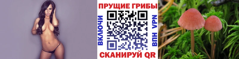 Галлюциногенные грибы Psilocybine cubensis Оханск